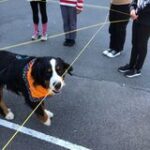 Hund (15)